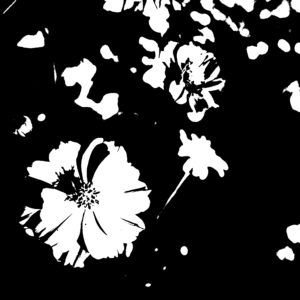black and white image of flowers