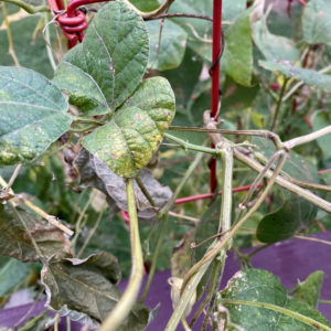 Fall vines starting to wither