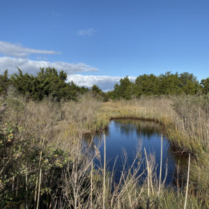 Back bay view with trees in the distance